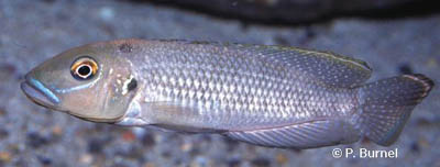 Lamprologus callipterus